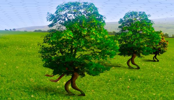 Gyanti trees