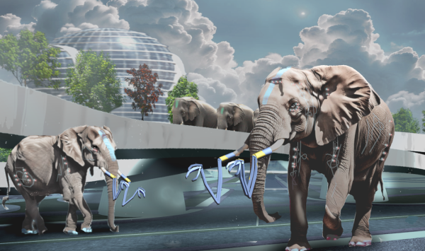 Elephant City