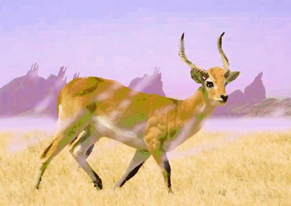 Lechwe